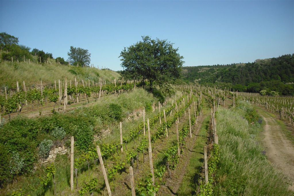 PutovĂˇnĂ­---vinice-2009-407